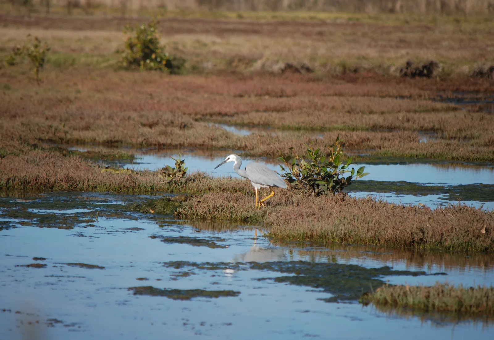 The Boondall Wetlands reserve in northern Brisbane
