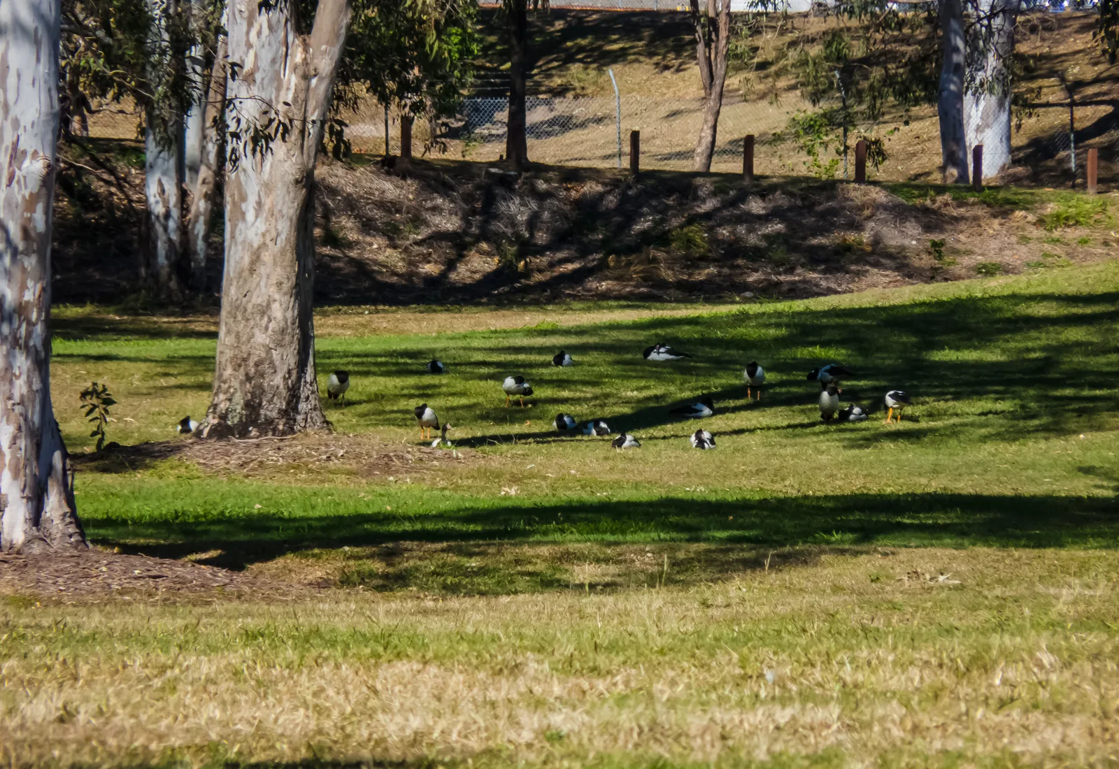 Colmslie Beach Reserve riverside parkland in Murarrie, Brisbane's inner-east